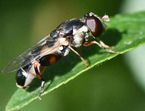 Réf. 305 762 : Syritta pipiens